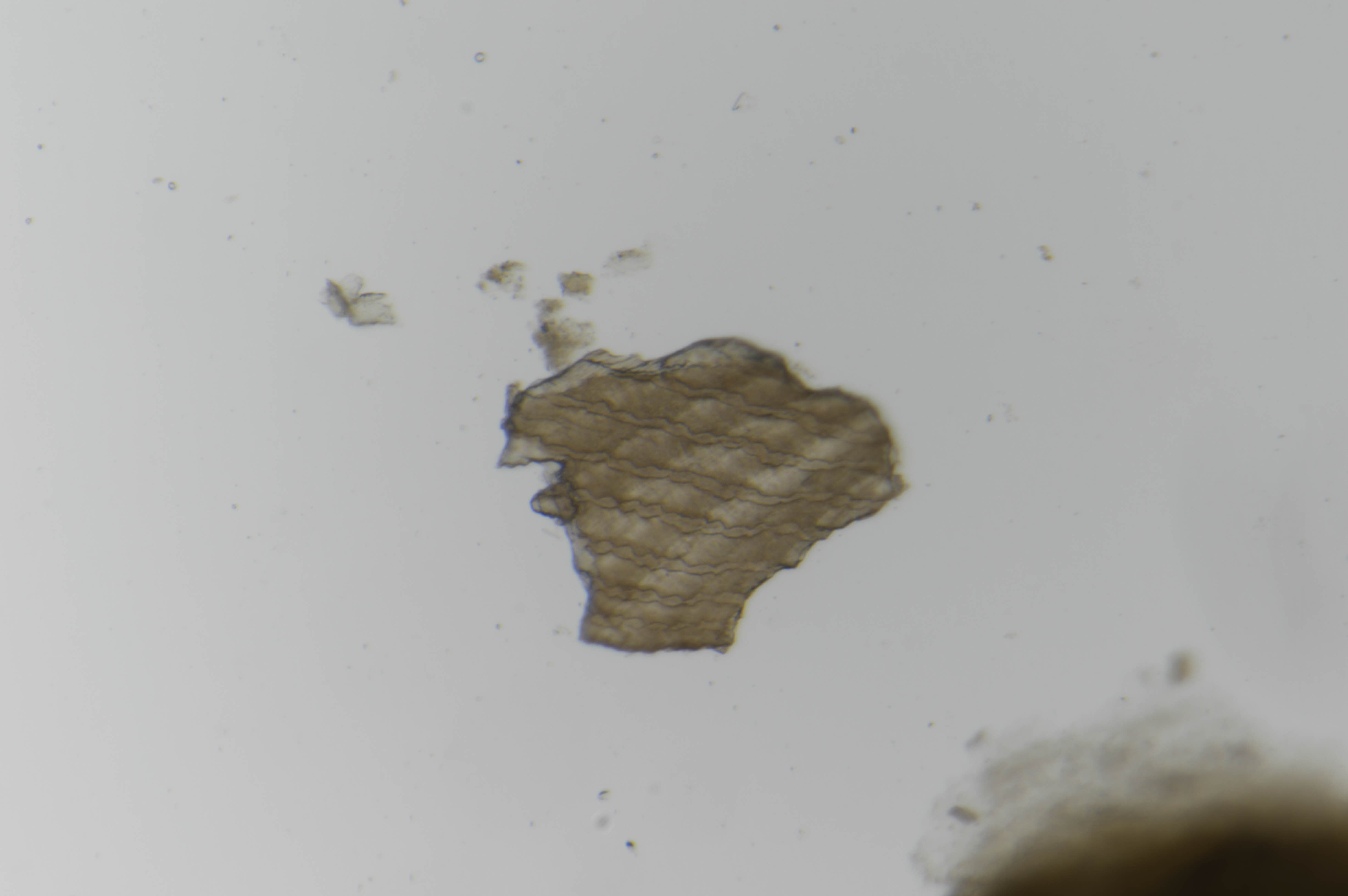 figure image